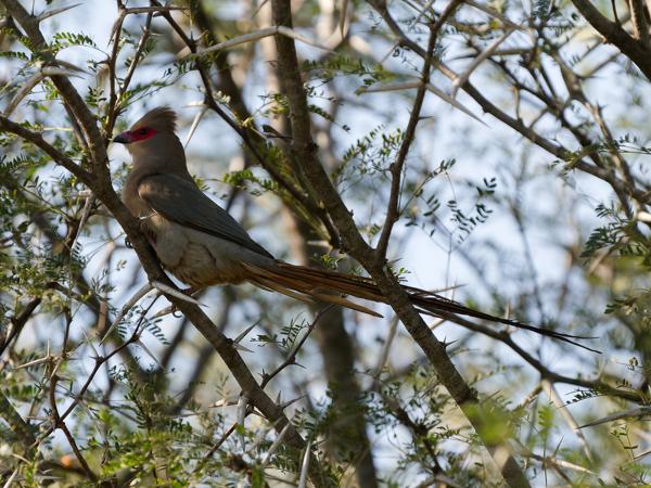 <h3>Urocolius indicus / Red‑faced mousebird / Roodwangmuisvogel</h3>OM-1 Mark II with OLYMPUS M.150-400mm F4.5, 1/400 sec at F5.0, ISO 200, distance 10.6 m